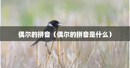 偶尔的拼音（偶尔的拼音是什么）