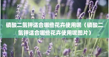 磷酸二氢钾适合哪些花卉使用呢（磷酸二氢钾适合哪些花卉使用呢图片）
