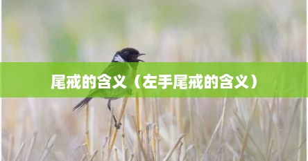 尾戒的含义（左手尾戒的含义）