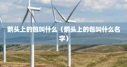 鹅头上的包叫什么（鹅头上的包叫什么名字）