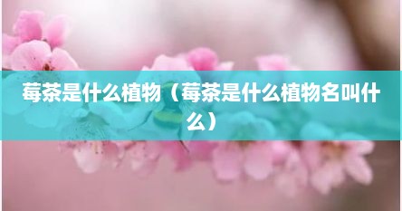 莓茶是什么植物（莓茶是什么植物名叫什么）