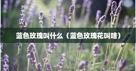 蓝色玫瑰叫什么（蓝色玫瑰花叫啥）