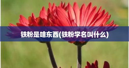 铁粉是啥东西(铁粉学名叫什么)