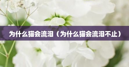 为什么猫会流泪（为什么猫会流泪不止）