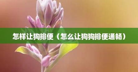 怎样让狗排便（怎么让狗狗排便通畅）