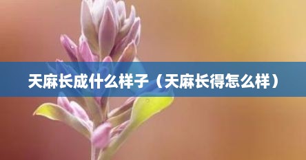天麻长成什么样子（天麻长得怎么样）