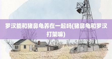 罗汉能和猪鼻龟养在一起吗(猪鼻龟和罗汉打架嘛)