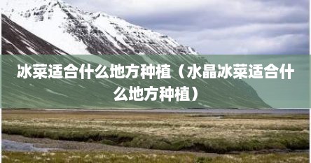 冰菜适合什么地方种植（水晶冰菜适合什么地方种植）