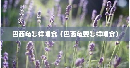 巴西龟怎样喂食（巴西龟要怎样喂食）