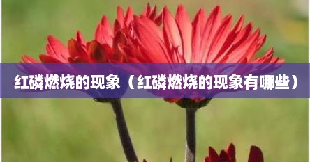 红磷燃烧的现象（红磷燃烧的现象有哪些）
