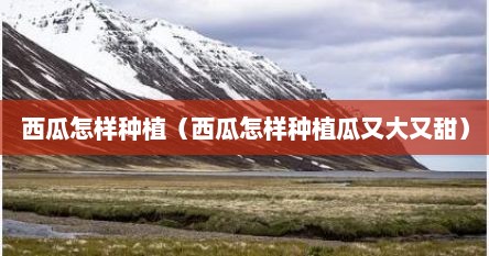 西瓜怎样种植（西瓜怎样种植瓜又大又甜）