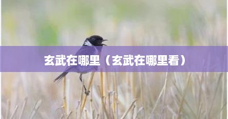 玄武在哪里（玄武在哪里看）