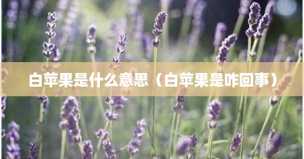 白苹果是什么意思（白苹果是咋回事）