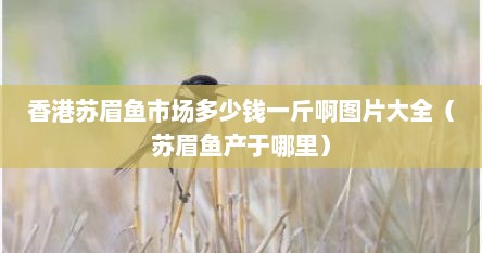 香港苏眉鱼市场多少钱一斤啊图片大全（苏眉鱼产于哪里）