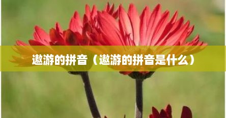 遨游的拼音（遨游的拼音是什么）