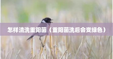 怎样清洗重阳菌（重阳菌洗后会变绿色）
