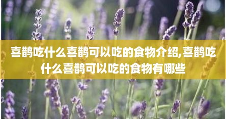 喜鹊吃什么喜鹊可以吃的食物介绍,喜鹊吃什么喜鹊可以吃的食物有哪些