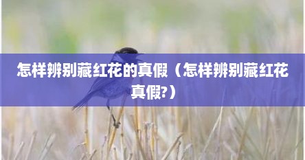 怎样辨别藏红花的真假（怎样辨别藏红花真假?）