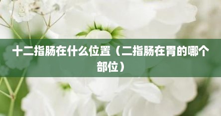 十二指肠在什么位置（二指肠在胃的哪个部位）