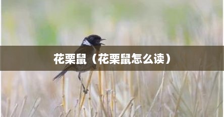花栗鼠（花栗鼠怎么读）