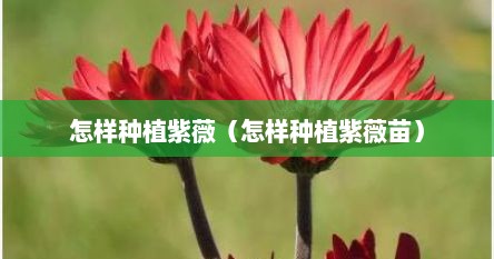 怎样种植紫薇（怎样种植紫薇苗）