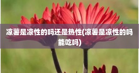 凉薯是凉性的吗还是热性(凉薯是凉性的吗能吃吗)