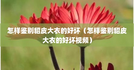 怎样鉴别貂皮大衣的好坏（怎样鉴别貂皮大衣的好坏视频）