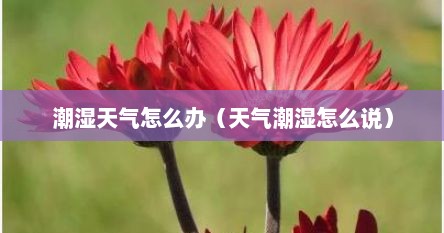 潮湿天气怎么办（天气潮湿怎么说）