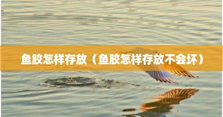 鱼胶怎样存放（鱼胶怎样存放不会坏）