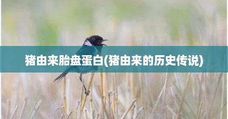 猪由来胎盘蛋白(猪由来的历史传说)