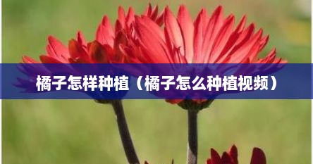 橘子怎样种植（橘子怎么种植视频）
