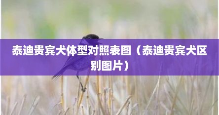 泰迪贵宾犬体型对照表图（泰迪贵宾犬区别图片）