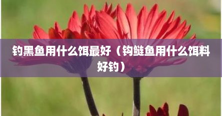 怎样.钓黑鱼用什么钩钓最好（钓黑鱼用什么诱饵最好）