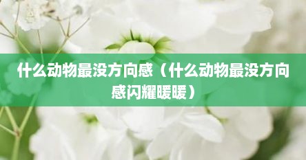 什么动物最没方向感（什么动物最没方向感闪耀暖暖）