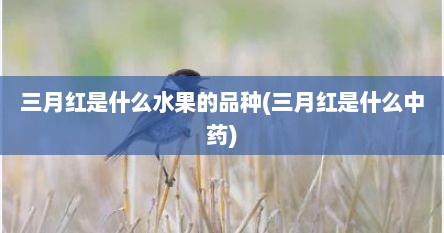 三月红是什么水果的品种(三月红是什么中药)