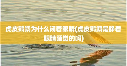 虎皮鹦鹉为什么闭着眼睛(虎皮鹦鹉是睁着眼睛睡觉的吗)