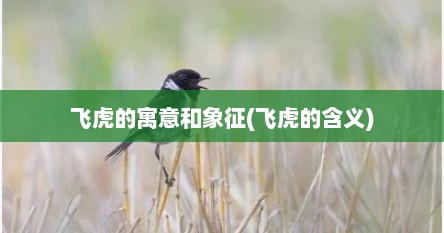 飞虎的寓意和象征(飞虎的含义)