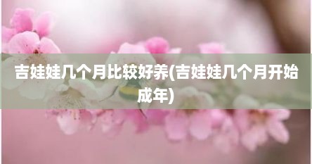 吉娃娃几个月比较好养(吉娃娃几个月开始成年)