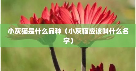 小灰猫是什么品种（小灰猫应该叫什么名字）