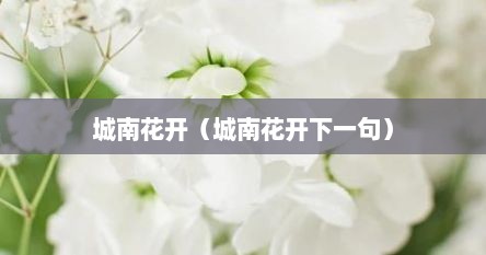 城南花开（城南花开下一句）