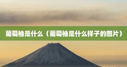 葡萄柚是什么（葡萄柚是什么样子的图片）