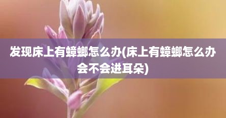 发现床上有蟑螂怎么办(床上有蟑螂怎么办会不会进耳朵)