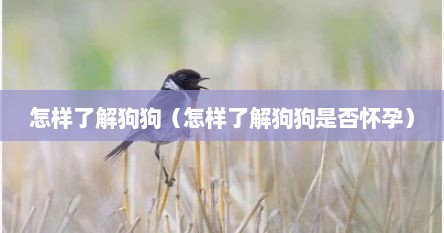 怎样了解狗狗（怎样了解狗狗是否怀孕）