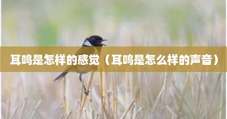 耳鸣是怎样的感觉（耳鸣是怎么样的声音）