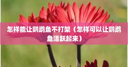 怎样能让鹦鹉鱼不打架（怎样可以让鹦鹉鱼活跃起来）
