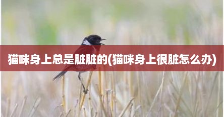猫咪身上总是脏脏的(猫咪身上很脏怎么办)