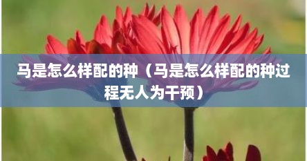 马是怎么样配的种（马是怎么样配的种过程无人为干预）