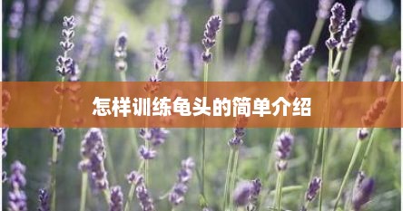 怎样训练龟头的简单介绍