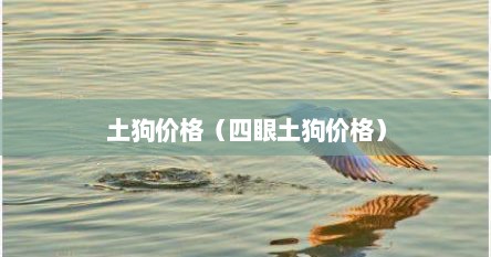 土狗价格（四眼土狗价格）