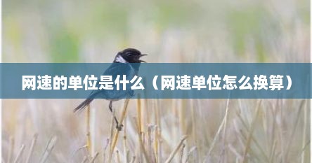 网速的单位是什么（网速单位怎么换算）